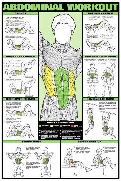 Muscle building