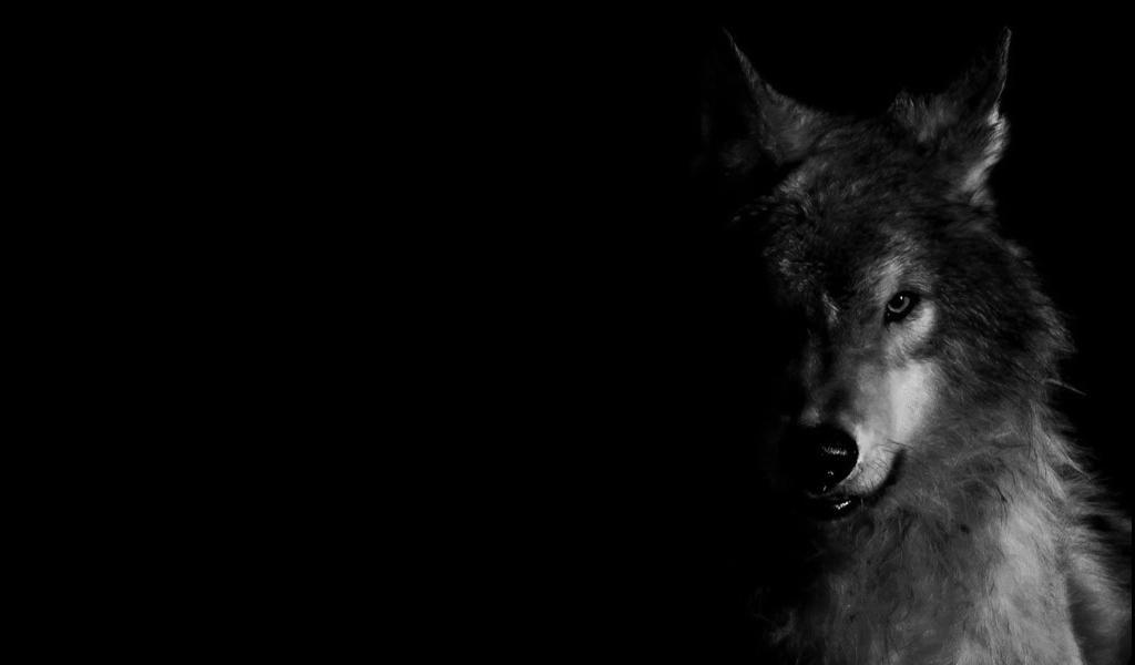 Wolf Pack 2 HD Live Wallpaper