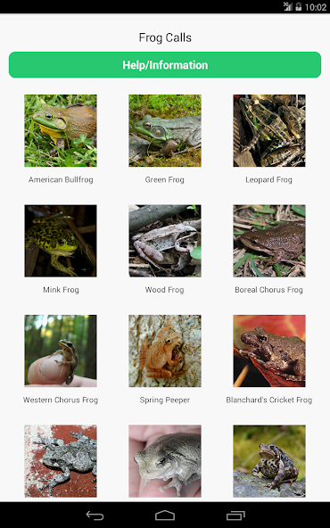 Frog Calls