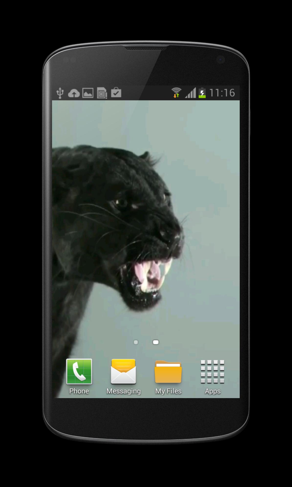 Puma Cat Video Wallpaper