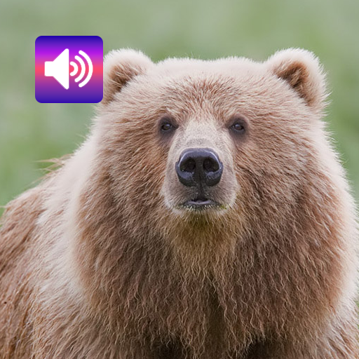 Bear: Sounds & Ringtones