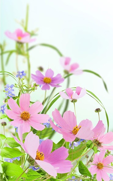 Gentle Flowers Live Wallpaper