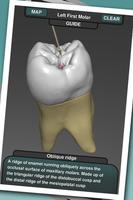 Real Tooth Morphology Free